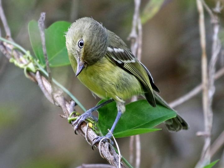 Flat-billed Vireo