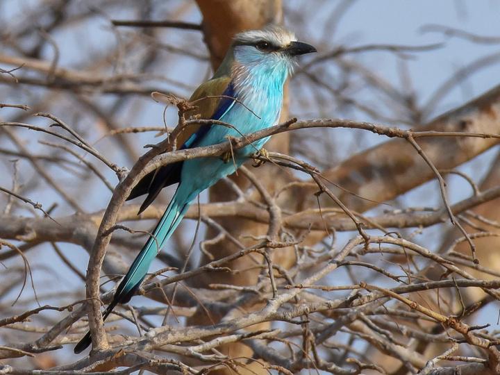 Racket-tailed Roller