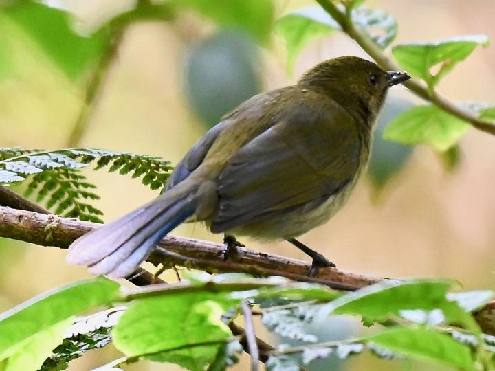 Fan-tailed Berrypecker