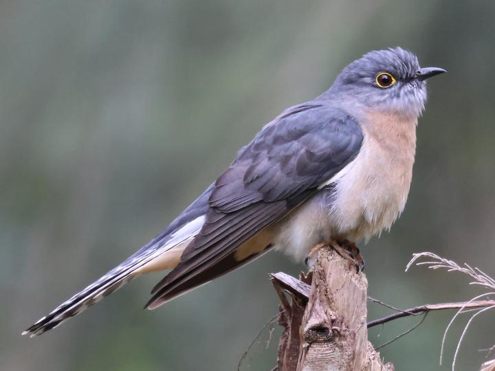Fan-tailed Cuckoo