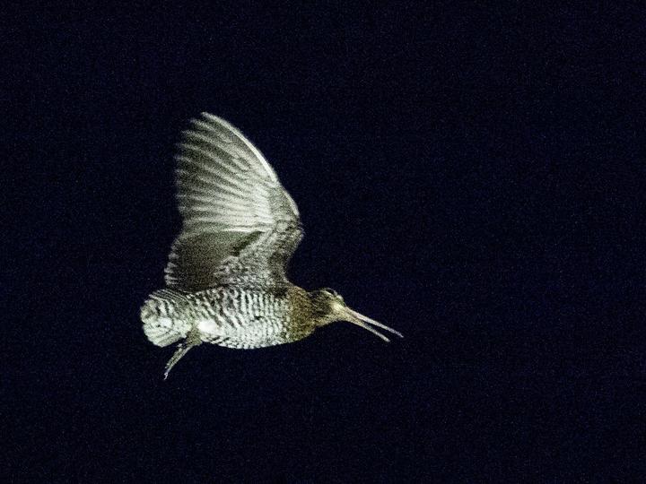 Common Snipe