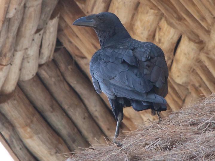 Fan-tailed Raven