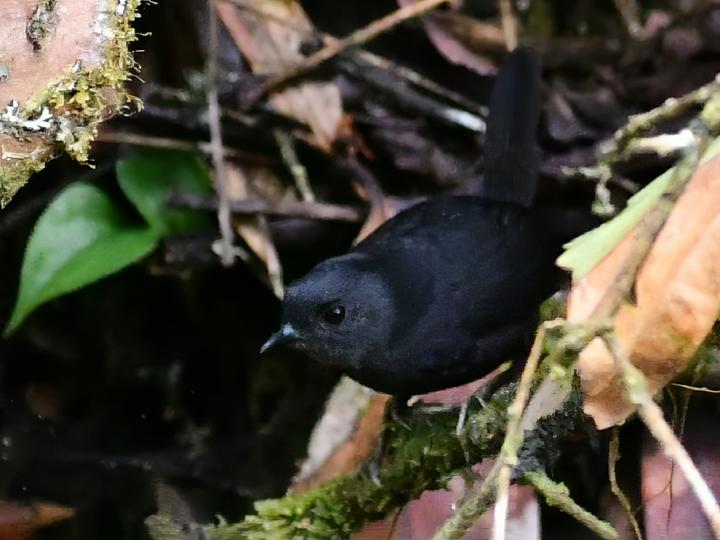 扇尾窜鸟