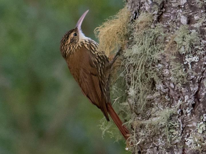 Scalloped Woodcreeper