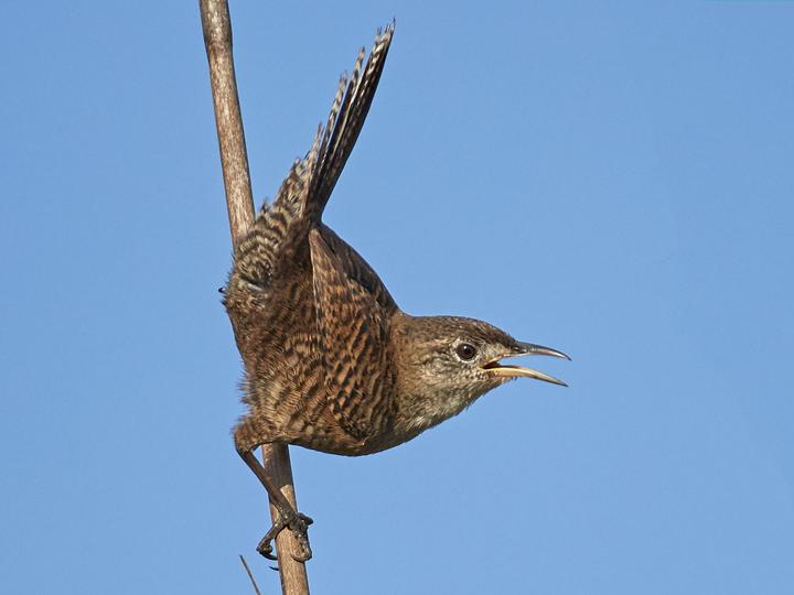 Zapata Wren