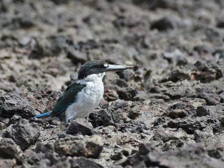 Torresian Kingfisher