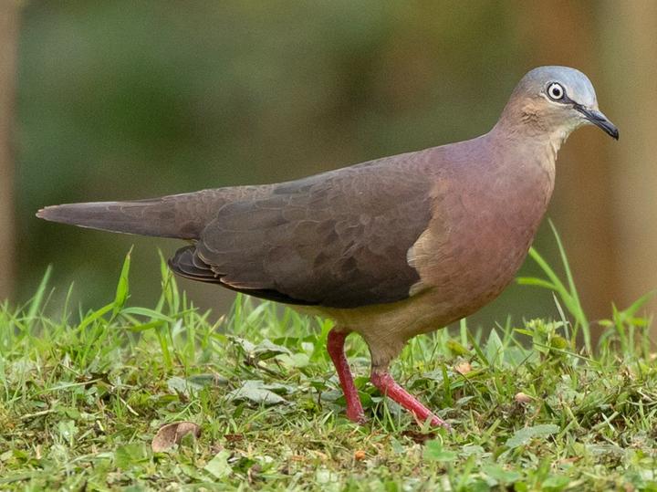 Tolima Dove