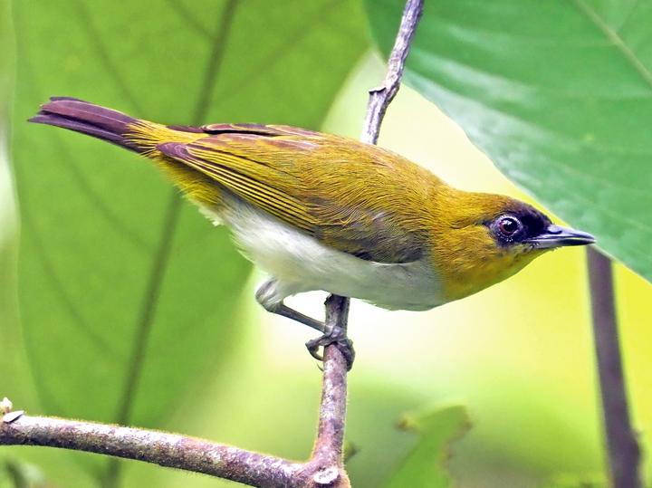 Togian White-eye