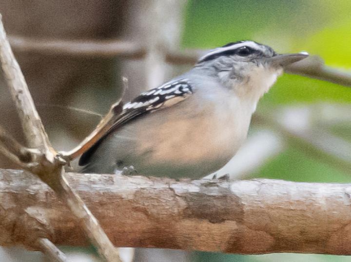 Todd's Antwren