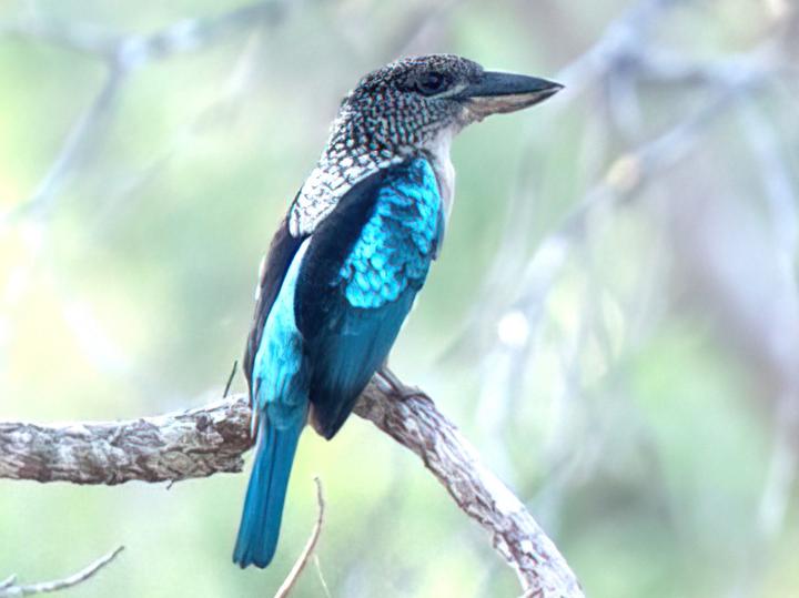 Spangled Kookaburra