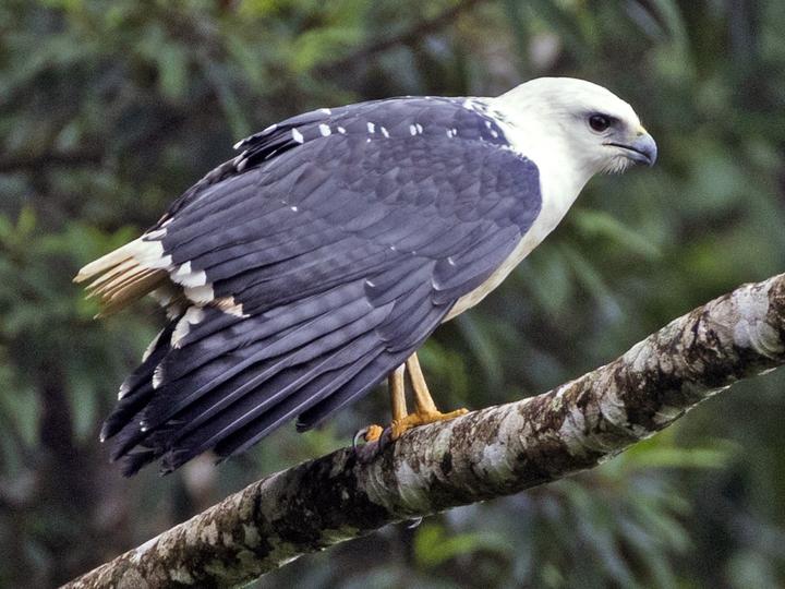 披风南美鵟
