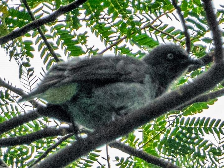 Rarotonga Starling
