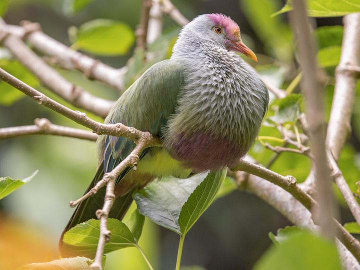 Rapa Fruit Dove