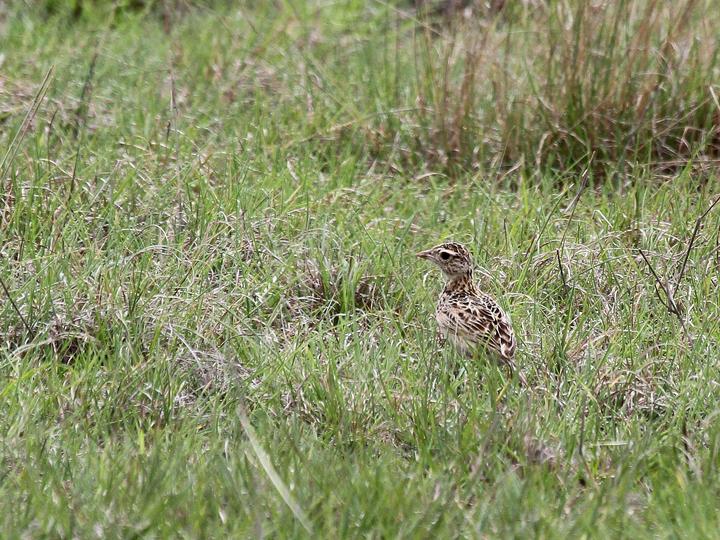 Rudd's Lark