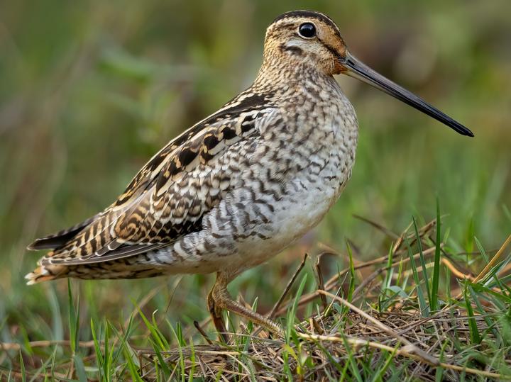 Latham's Snipe