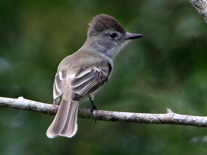 La Sagra's Flycatcher
