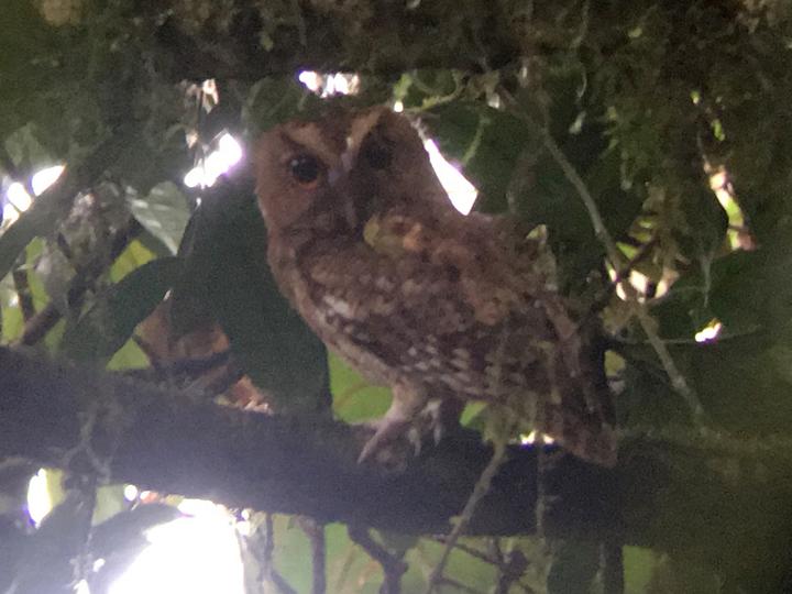 Rajah Scops Owl
