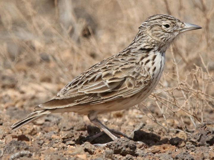 Raso Lark