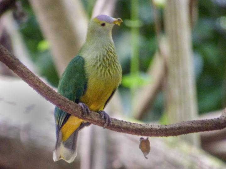 Lilac-crowned Fruit Dove
