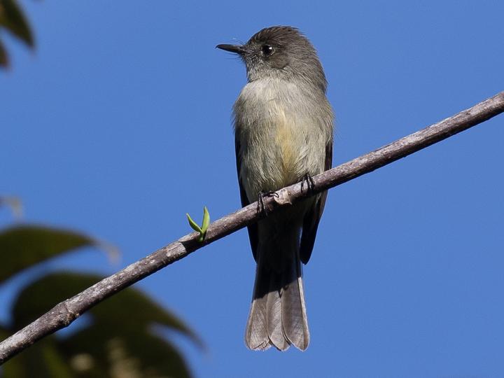 Hispaniolan Pewee