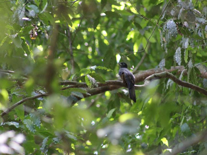 Baird's Trogon