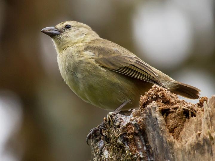 Woodpecker Finch