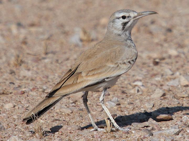 Greater Hoopoe-Lark