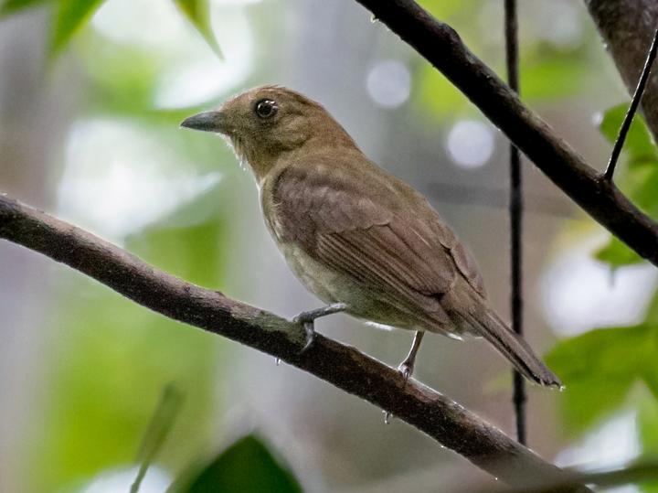 Brown-winged Schiffornis