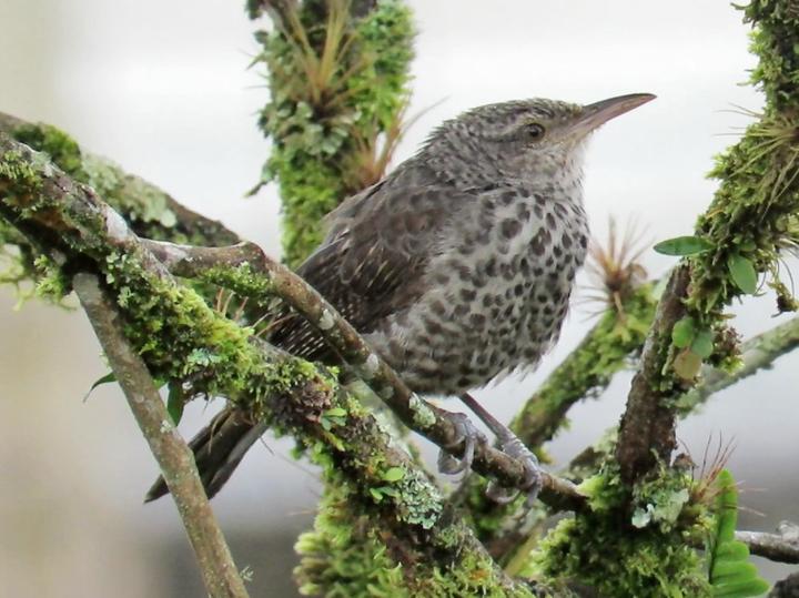 Thrush-like Wren