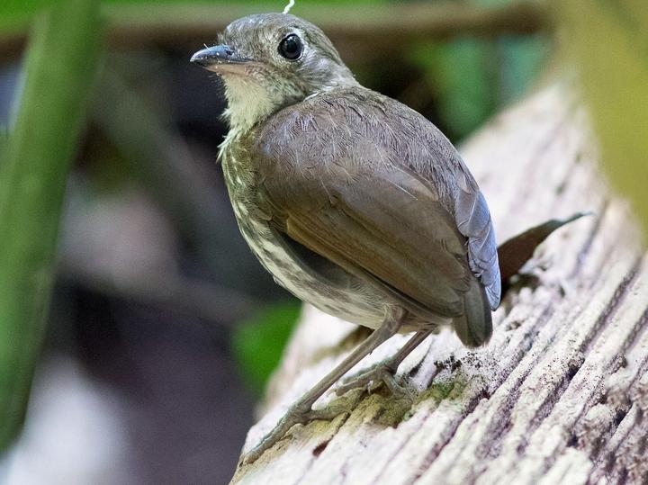 Thrush-like Antpitta