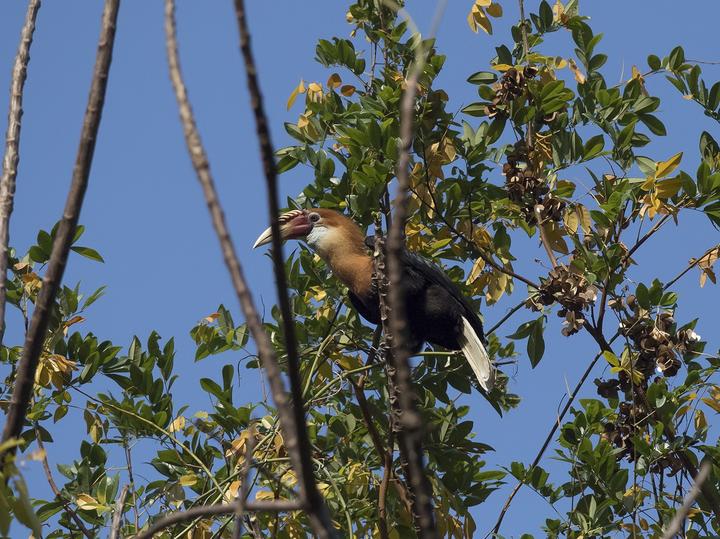 Narcondam Hornbill