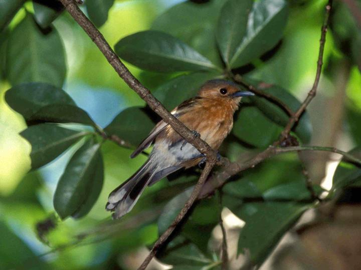 Tinian Monarch