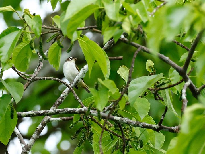 Morotai White-eye