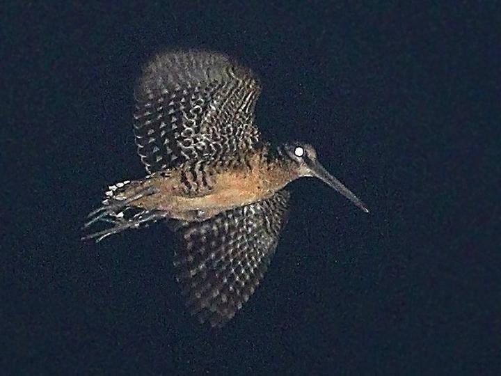 Moluccan Woodcock