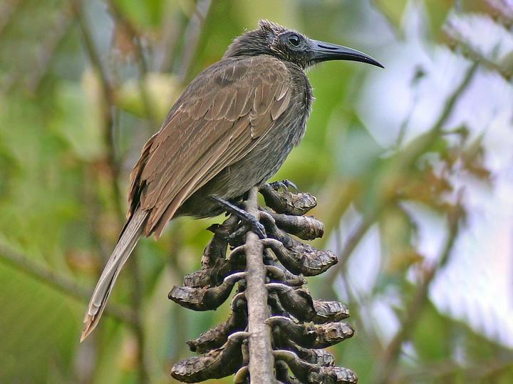 White-streaked Friarbird