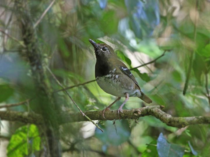 Buru Thrush