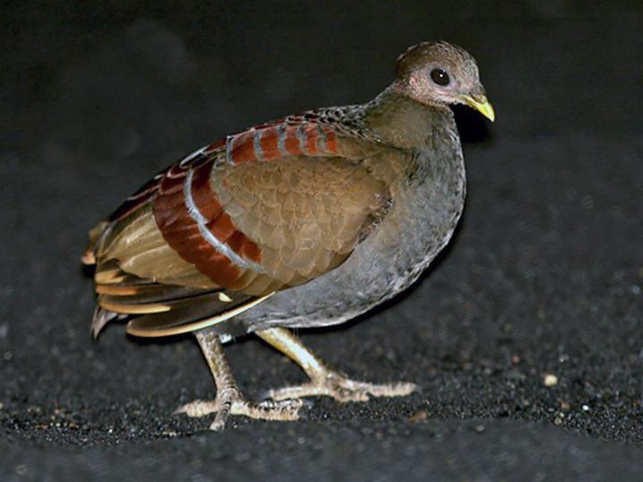 Moluccan Megapode