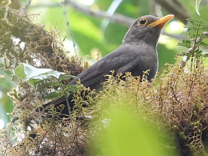 Moluccan Island Thrush