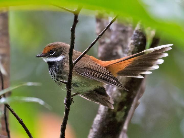 Gilolo Fantail
