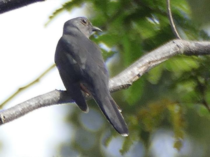 Moluccan Brush Cuckoo