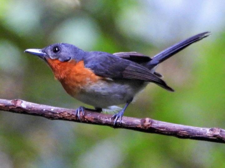 Moluccan Monarch
