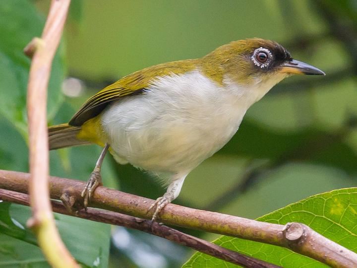 Cream-throated White-eye
