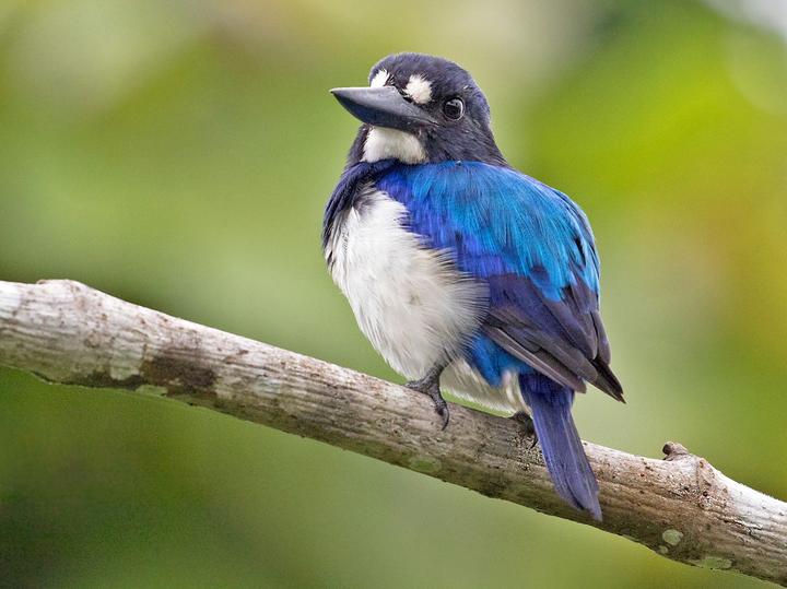 Blue-and-white Kingfisher