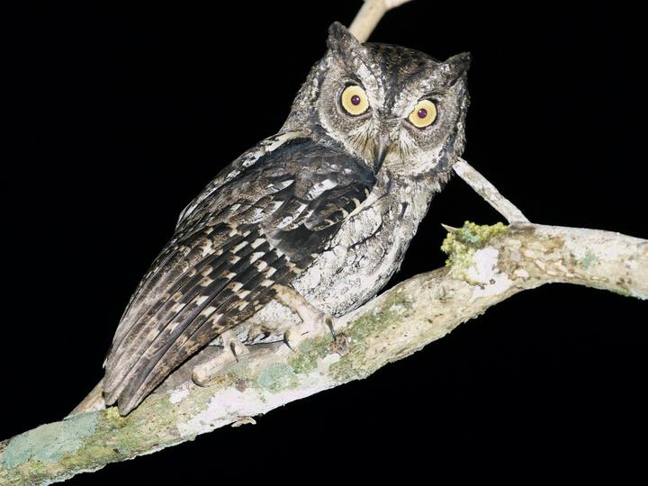 Moluccan Scops Owl