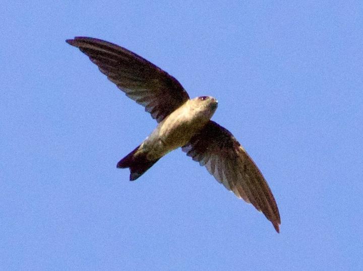Moluccan Swiftlet
