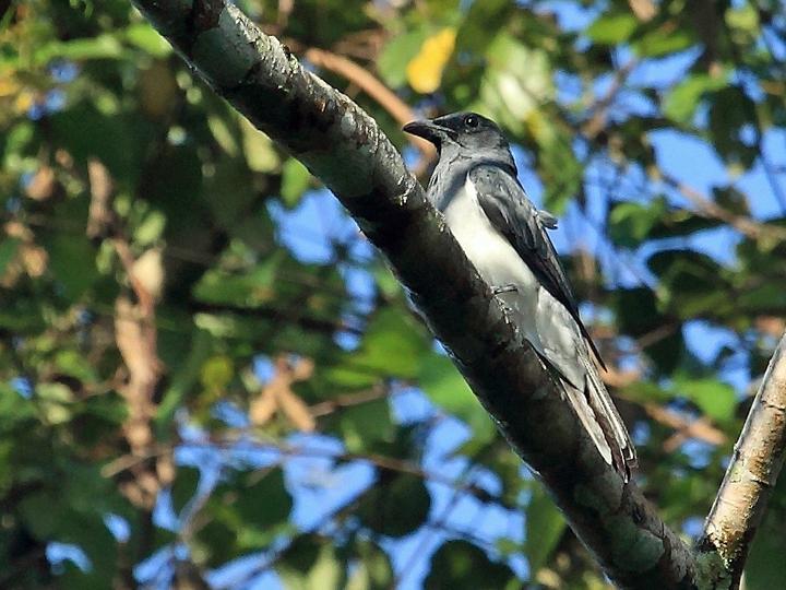 Moluccan Cuckooshrike