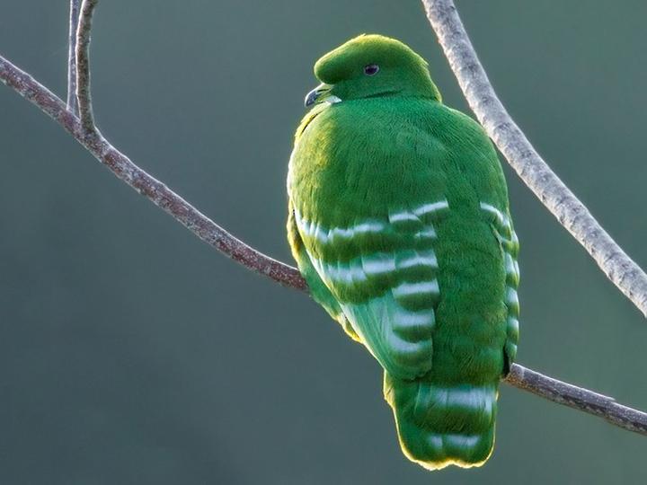 Cloven-feathered Dove