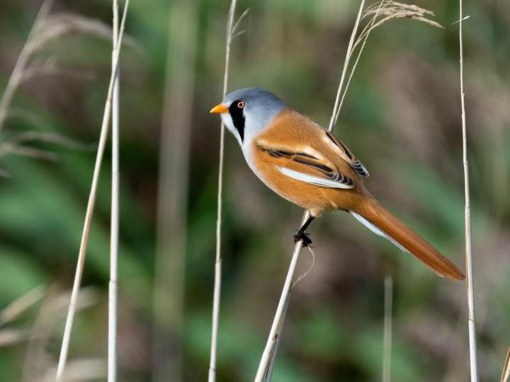 Bearded Reedling