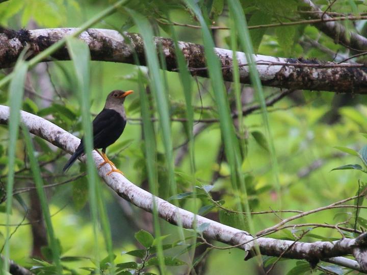 Fiji Island Thrush
