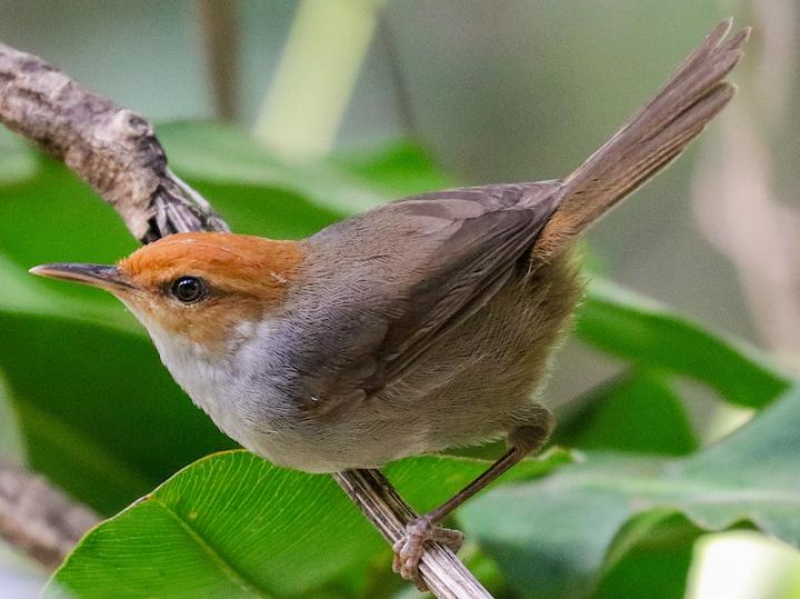 Fiji Bush Warbler